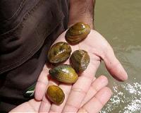 Scientists find seven new leech species that live inside freshwater mussels