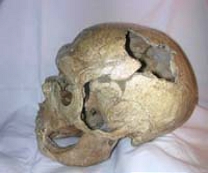 Neandertal Genome Project Compare Differences Between Neandertals And Moderns