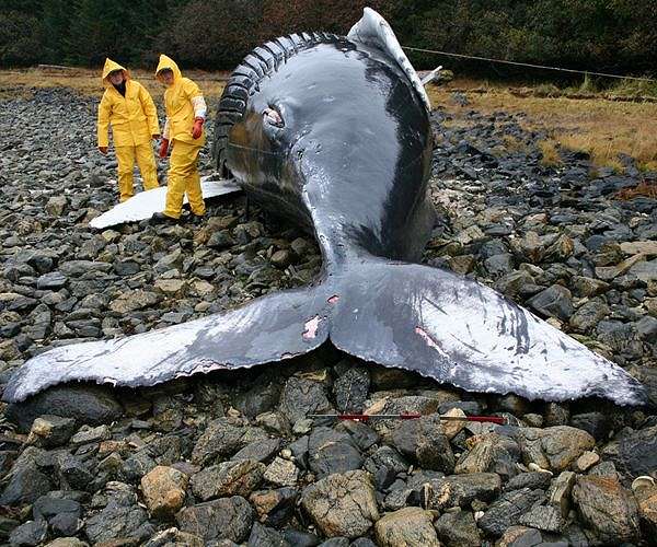 Argentine scientists worried after spate of whale deaths