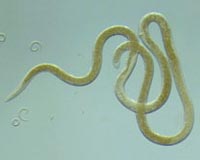 International Spotlight On Tiny Worms