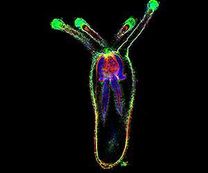 Finding Nematostella: An ancient sea creature