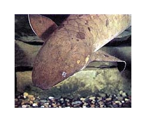 Lungfish provides insight to life on land