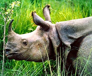 Two rare Indian rhinos die after poaching attack