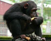 Endangered chimps may experience drastic habitat loss within 5 years