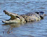 Boy feared snatched by crocodile in Australian floodwaters