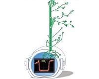 Nitrogen-tracking tools for better crops and less pollution