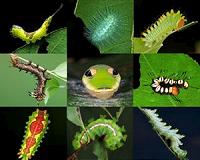 World seeing 'catastrophic collapse' of insects: study