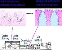 Responsive filtration membranes by polymer self-assembly