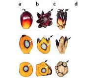 What's behind million-dollar oil palm failures