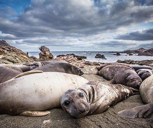 2014 seal flu outbreak illustrates threat of avian flus to mammals