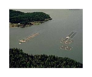 Fish Farm Waste Can Drift To Distant Shores