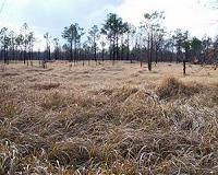 Invasive species can dramatically alter landscapes