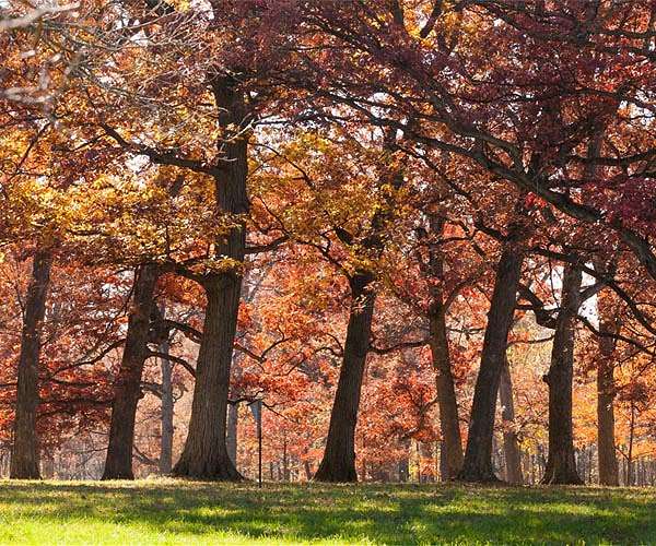 Large trees dominate carbon storage in forests