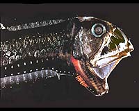 The Difference Between Fish And Humans: Scientists Answer Century-Old Developmental Question