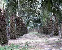 Kashmir row sparks Malaysia, India palm oil tensions
