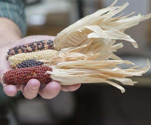 Reawakening Ancient Crops to Address Modern Climate Challenges