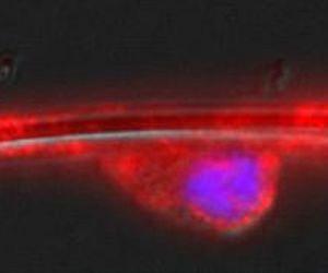 Stem cells and nanofibers stimulating nerve research