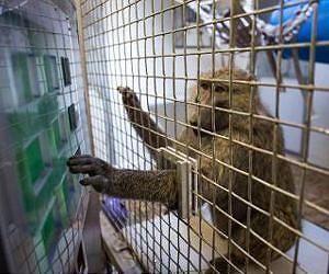 Monkey math