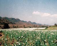 Analysis: Poppy project controversial
