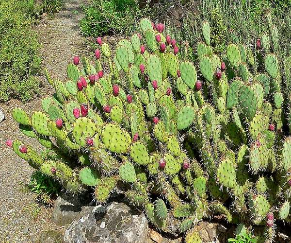 Insect infestation ravages North African prickly pear