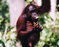 Orangutans struggle to survive as palm oil booms