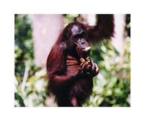 Malaysian orangutan uses bridge to find mates