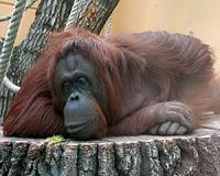 Orangutans have been adapting to humans for thousands of years