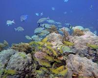 Corals survived Caribbean climate change