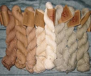 Unraveling the threads: Simplest cotton genome offers clues for fiber improvements