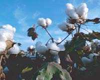 'Peace cotton' smooths its way into Benin