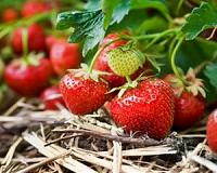Comparison study of planting methods shows drilling favorable for organic farming