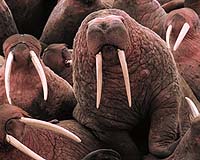 FAA asks US pilots to be considerate of walruses