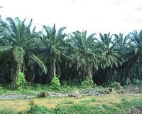 Indonesia takes aim at palm oil after forest fires