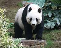 Panda conservation offers broad ecological benefits, research shows
