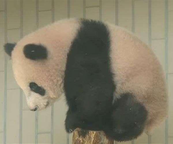 French zoo returns ill panda and partner to China