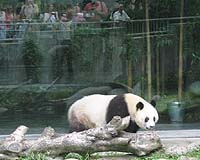 Most of panda habitat damaged or destroyed in China quake