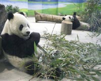 Thousands celebrate birthday of first Taiwan-born panda cub