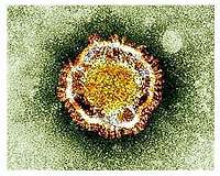 Coronavirus transmission during pregnancy rare but possible: study