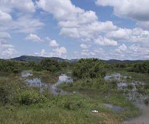 Papyrus plant detox for slaughterhouses