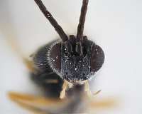 Newly discovered Xenomorph wasp has alien-like lifecycle