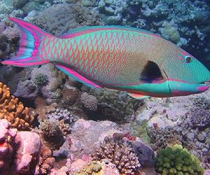 Weed-Eating Fish Key To Reef Survival
