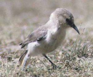 Genetic secrets of the world's toughest little bird