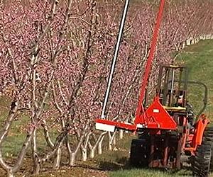Hybrid String Blossom Thinner Tested In Peach Orchards