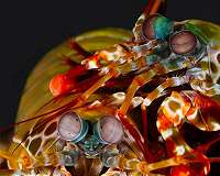 Mantis shrimp shield inspires lightweight, impact-resistant materials