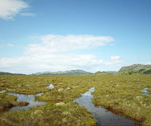 'More important than rainforests': UK pioneers peat partnership