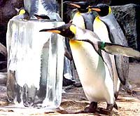 Penguins given 'happy pills' in soaking Britain