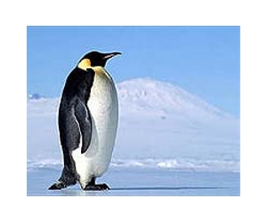 Happy Feet the penguin begins long swim home