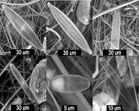 Ancient algae found deep in tropical glacier