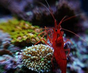 Captive breeding could transform saltwater aquarium trade and save coral reefs
