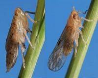 Chemicals that make plants defend themselves could replace pesticides